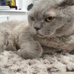 Por qué un gato necesita bigotes en las patas: un sistema de navegación oculto del que apenas se habla por-que-un-gato-necesita-bigotes-en-las-patas-un.jpg